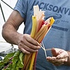 Rainbow Chard.