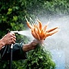 Washing Carrots.