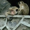 Temple Monkeys and Studio Photographers