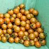 Greenhouse Tomatoes.