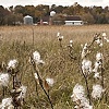 Fall Fields.