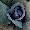 Organic Produce Hepworth Farm