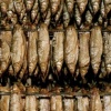 Smoked Trout and White Fish