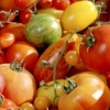 Tomato Varieties 