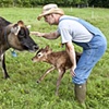 Newborn Calf.