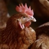The Country Hen Organic Egg Farm