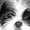 Poochie Portraits