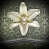 Untitled 12: from the series Elegy