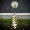 Untitled 20: from the series Elegy