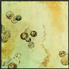The Study of Water