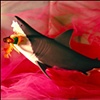 Color Photography