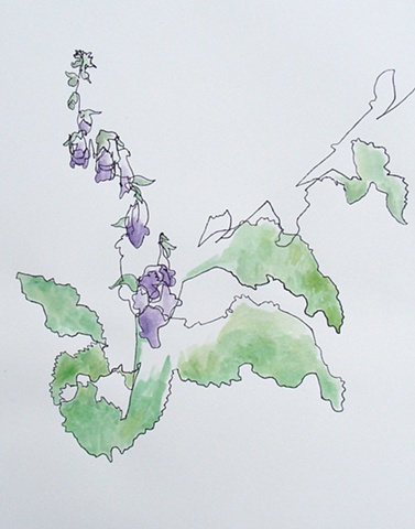 Fox Island Foxgloves 