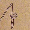 a small drawing in a book
