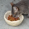 (Hey Friend) Food Bowl for Stray Cats (in use)