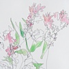 unknown flowers