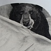 bear at the tent show
