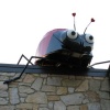 Herbula "Love Bug"
