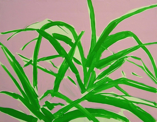 Spiderplant