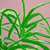 Spiderplant