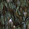 Cappella