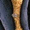 Dictionary Series:  Midas is an Ass