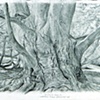 COPPER BEECH