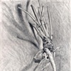 DRAWINGS