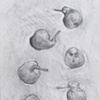 SECKEL PEAR