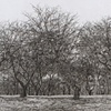 WINTER ORCHARD