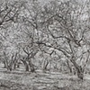 SUMMER ORCHARD