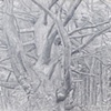 PINE TREE WITH POISON IVY II