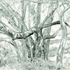 CHERRY TREE
