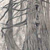 MAINE CEDAR