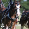Clydesdales