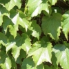 Ivy