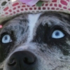 Dog Fan