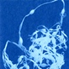 Seaweed, Maine, August 2011, #1