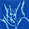 Seaweed, Maine, August 2011, #4