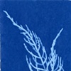 Seaweed, Maine, August 2011, #9