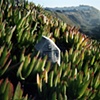 Soft/House, Pacifica, 2009