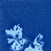 Seaweed, Maine, August 2011, #5