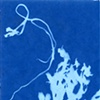 Seaweed, Maine, August 2011, #8
