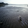 Soft/House, Dead Horse Bay 2010 (2)
