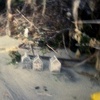 Soft/House, Dead Horse Bay 2010 (1)