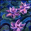 water lilies