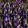 iris buds