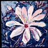 star magnolia blossom in winter