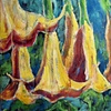 Angel trumpet 3