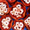 market daisies 1