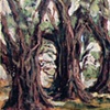 Live Oaks at Oak Alley Plantation